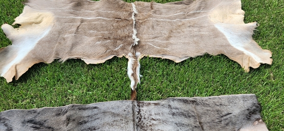African hides, various - Picture 4 of 4